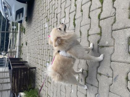 KÖPEGİM 9 AYLIK BÜTÜN AŞILARI TAM EĞİTİMLİ