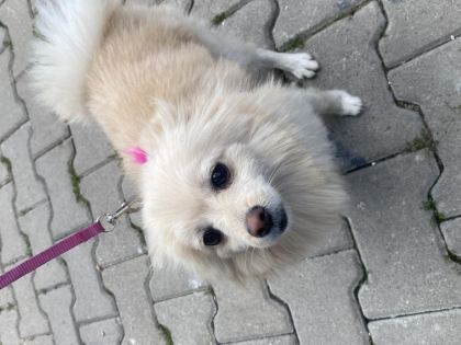 KÖPEGİM 9 AYLIK BÜTÜN AŞILARI TAM EĞİTİMLİ