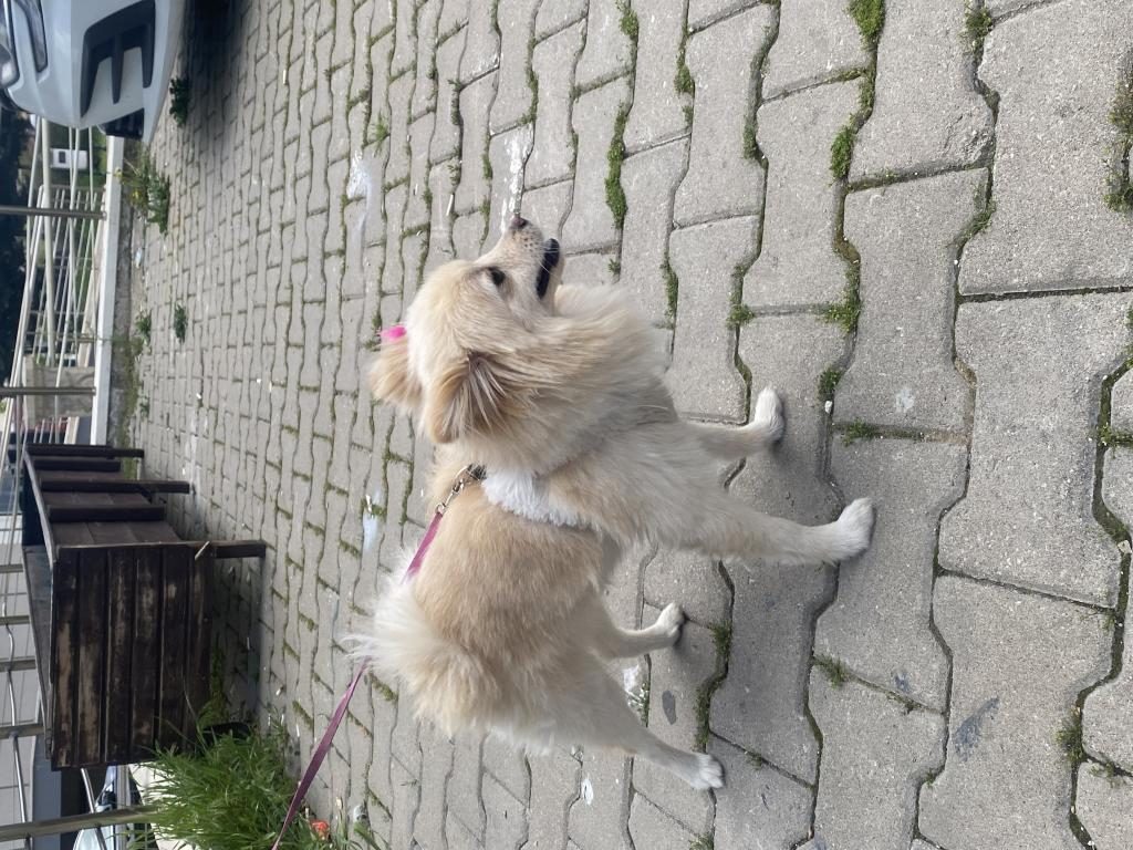 KÖPEGİM 9 AYLIK BÜTÜN AŞILARI TAM EĞİTİMLİ