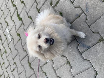 KÖPEGİM 9 AYLIK BÜTÜN AŞILARI TAM EĞİTİMLİ