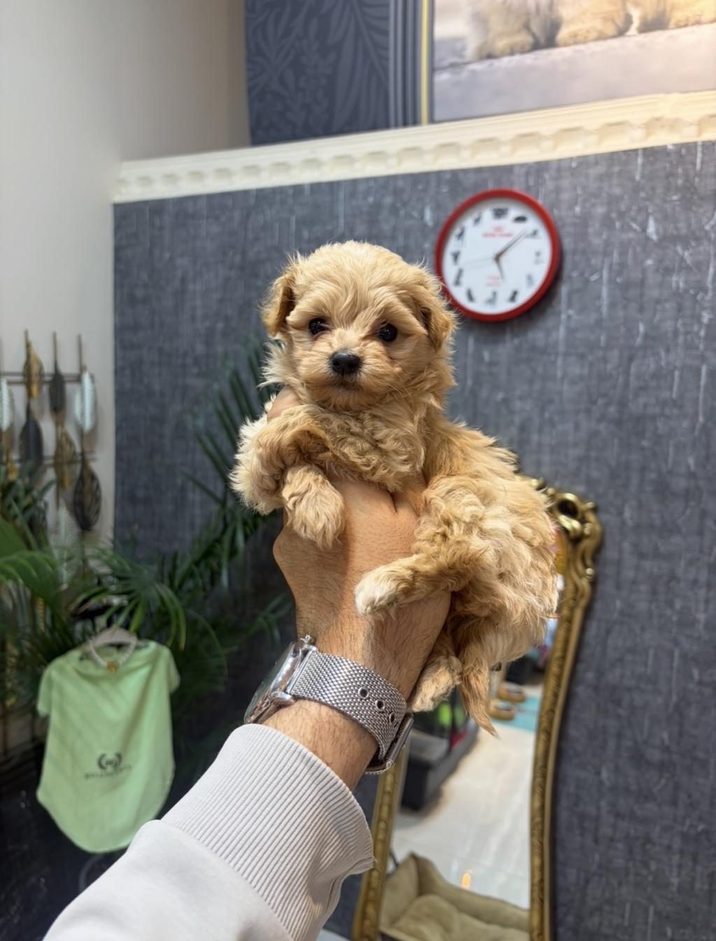 TEACUP KORE MALTİPOO