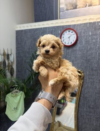 TEACUP KORE MALTİPOO