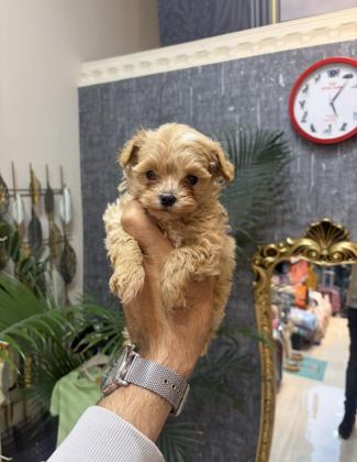 TEACUP KORE MALTİPOO
