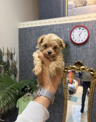 TEACUP KORE MALTİPOO