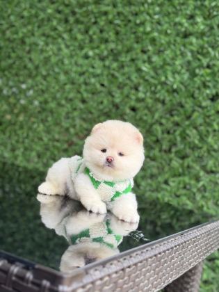 A KALİTE POMERANİAN BOO