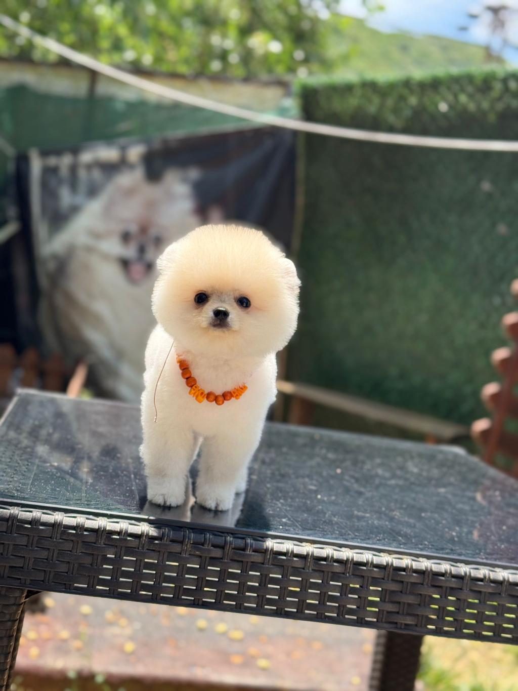 SEVİM POMERANİAN BOO KÖPEKLER