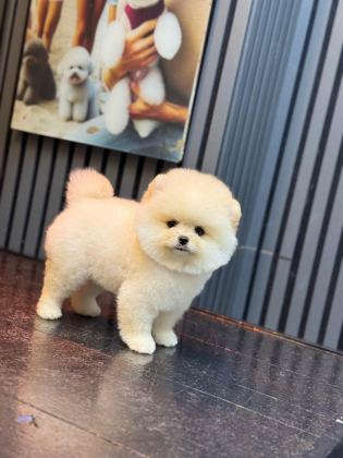 PAMUK ŞEKERİ POMERANİAN BOO