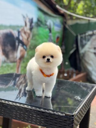 SEVİM POMERANİAN BOO KÖPEKLER