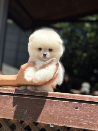 AYICIK SURAT POMERANİAN BOO