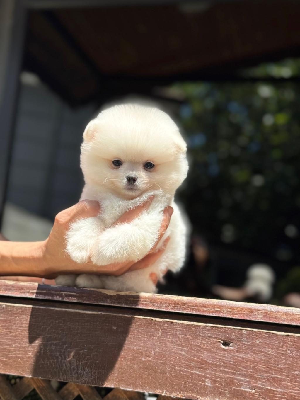 AYICIK SURAT POMERANİAN BOO