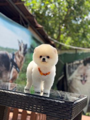 SEVİM POMERANİAN BOO KÖPEKLER