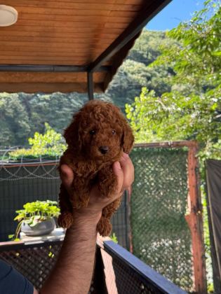 A KALİTE POODLE YAVRULAR