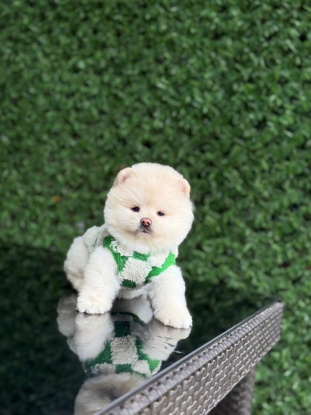 A KALİTE POMERANİAN BOO