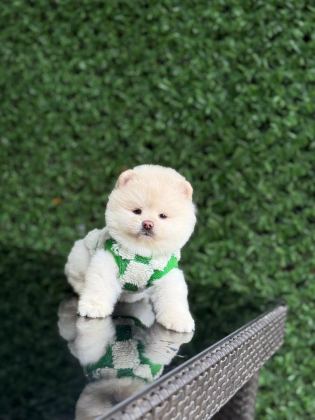 A KALİTE POMERANİAN BOO