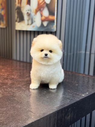 SEVİMLİ POMERANİAN BOO YAVRULAR