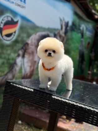 SEVİM POMERANİAN BOO KÖPEKLER