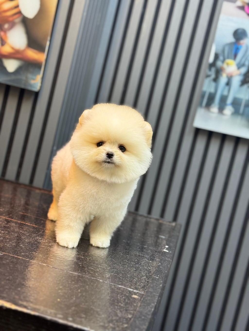 SEVİMLİ POMERANİAN BOO YAVRULAR