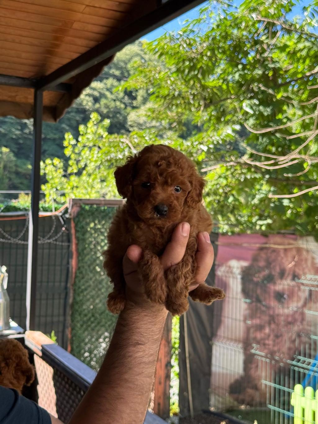 A KALİTE POODLE YAVRULAR