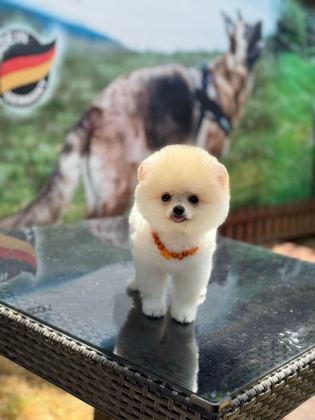 SEVİM POMERANİAN BOO KÖPEKLER