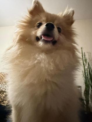POMERANİAN BOO 7 AYLIK DİŞİ