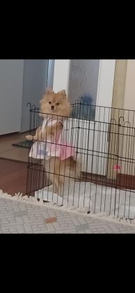 POMERANİAN BOO 7 AYLIK DİŞİ