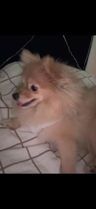 POMERANİAN BOO 7 AYLIK DİŞİ
