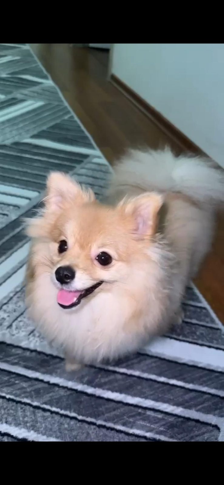 POMERANİAN BOO 7 AYLIK DİŞİ