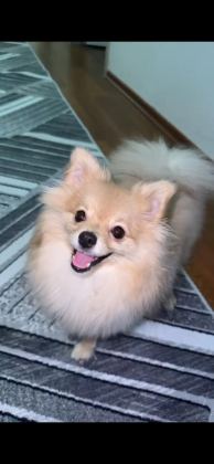 POMERANİAN BOO 7 AYLIK DİŞİ
