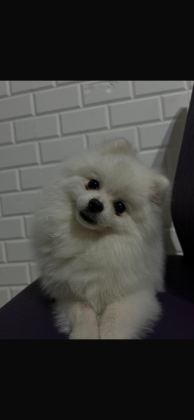 7 AYLIK FULL AŞILI ERKEK 0 NUMARA POMERANİAN BOO