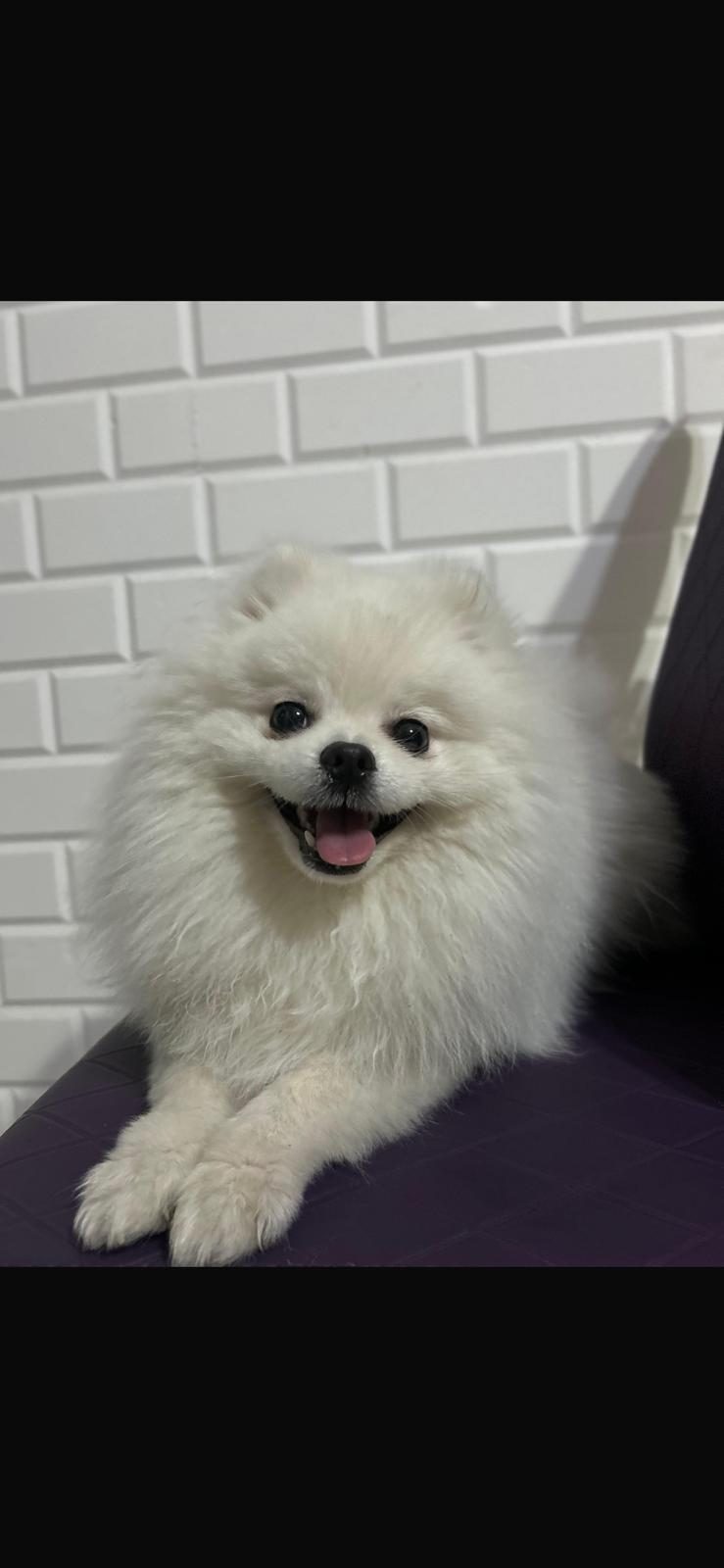 7 AYLIK FULL AŞILI ERKEK 0 NUMARA POMERANİAN BOO