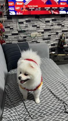 7 AYLIK FULL AŞILI ERKEK 0 NUMARA POMERANİAN BOO