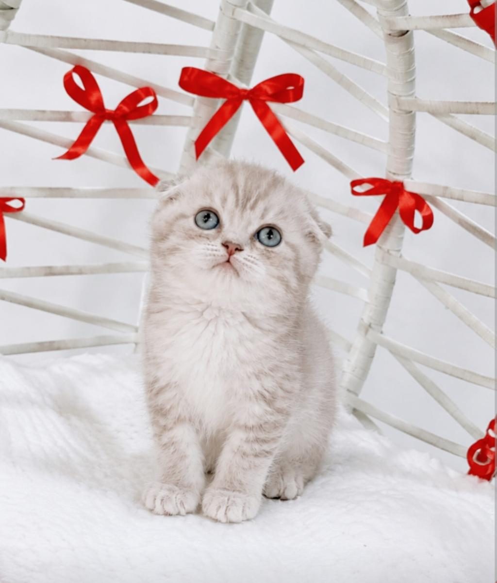 BEBEK KEDİLER YENİ YUVALARINI ARIYORLAR