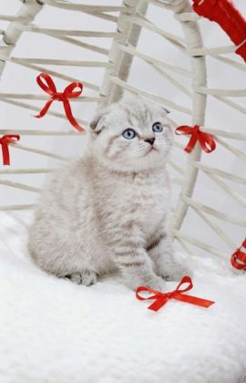 BEBEK KEDİLER YENİ YUVALARINI ARIYORLAR