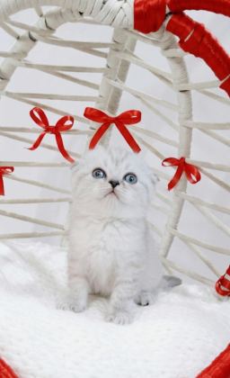 BEBEK KEDİLER YENİ YUVALARINI ARIYORLAR