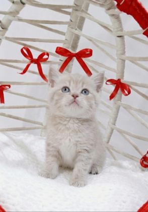 BEBEK KEDİLER YENİ YUVALARINI ARIYORLAR