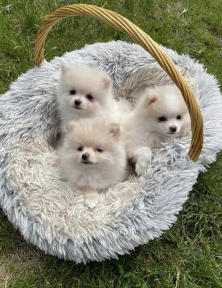 POMERANİAN BOO YAVRULARIMIZ