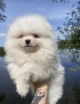 POMERANİAN BOO YAVRULARIMIZ