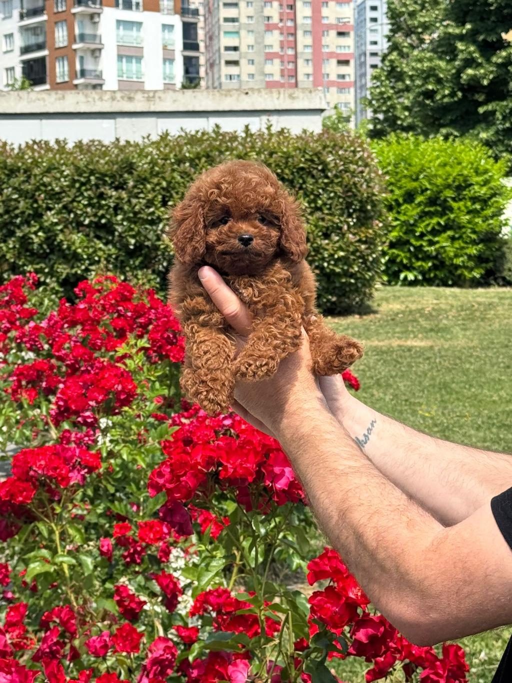 TOY POODLE BEBEKLERİMİZ