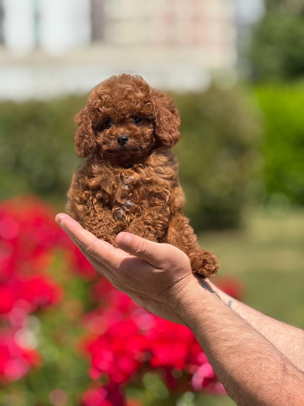 TOY POODLE CİNSİ BEBEKLERİMİZ