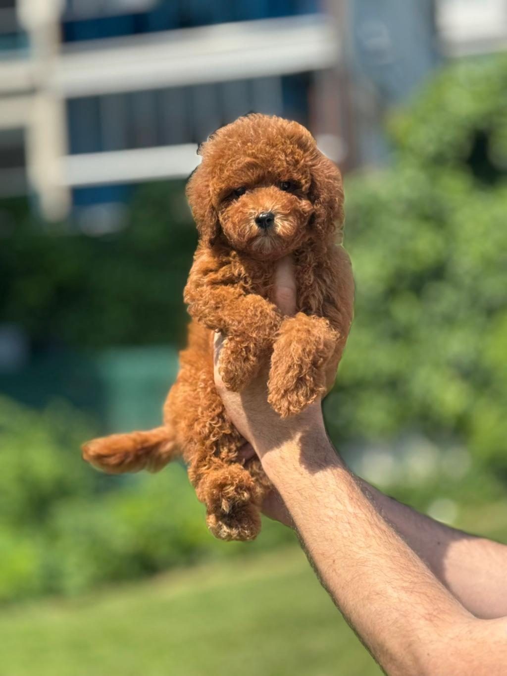 TOY POODLE BEBEK KÖPEKLER