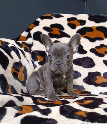 FRENCH BULLDOG YAVRULARIMIZ