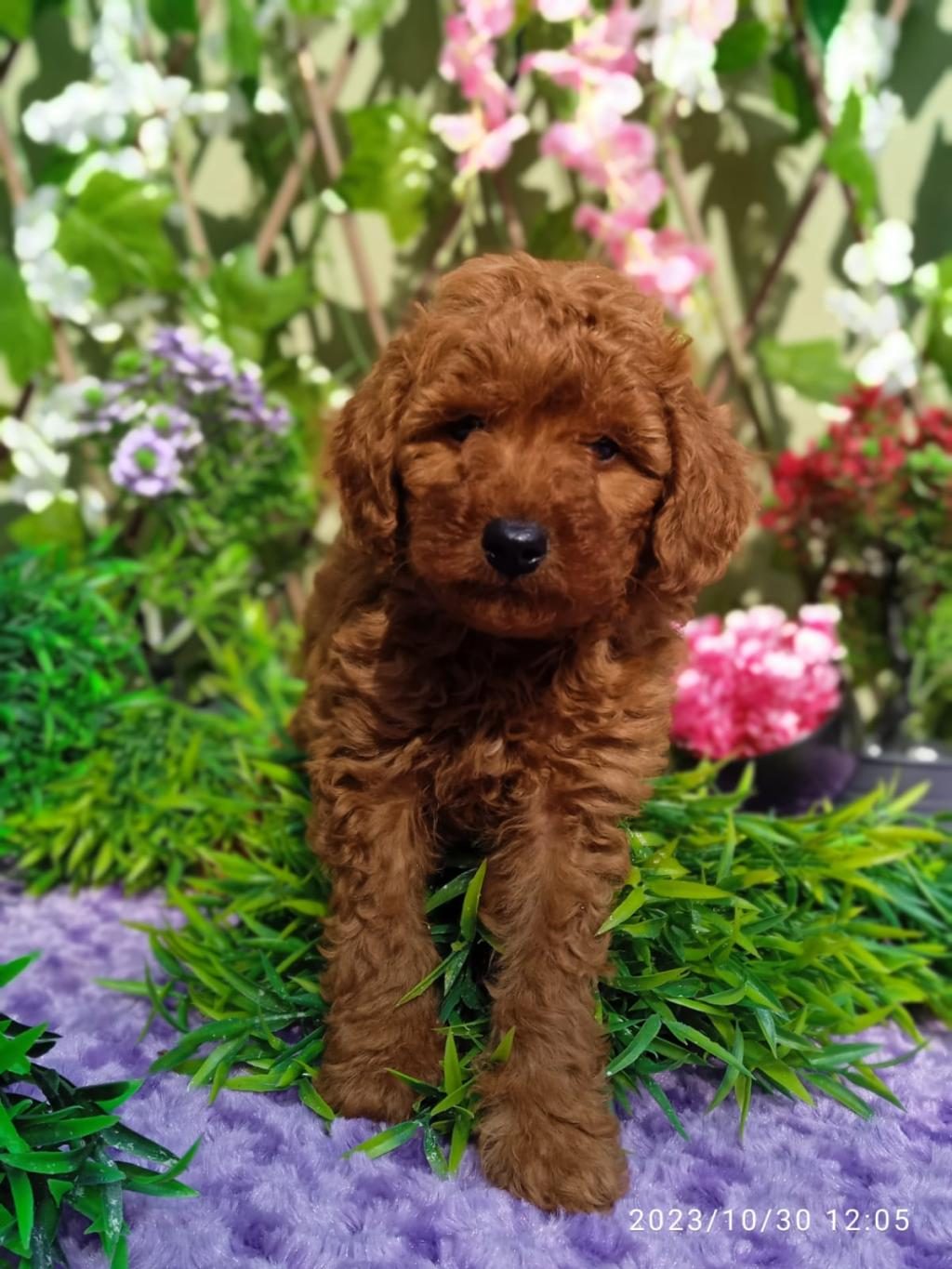 POODLE YAVRULARIMIZ IRK GARANTİLİDİR