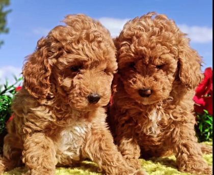 POODLE YAVRULARIMIZ IRK GARANTİLİDİR