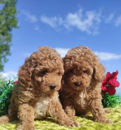 POODLE YAVRULARIMIZ IRK GARANTİLİDİR