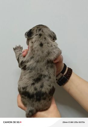 FRENCH BULLDOG YAVRULARIMIZ