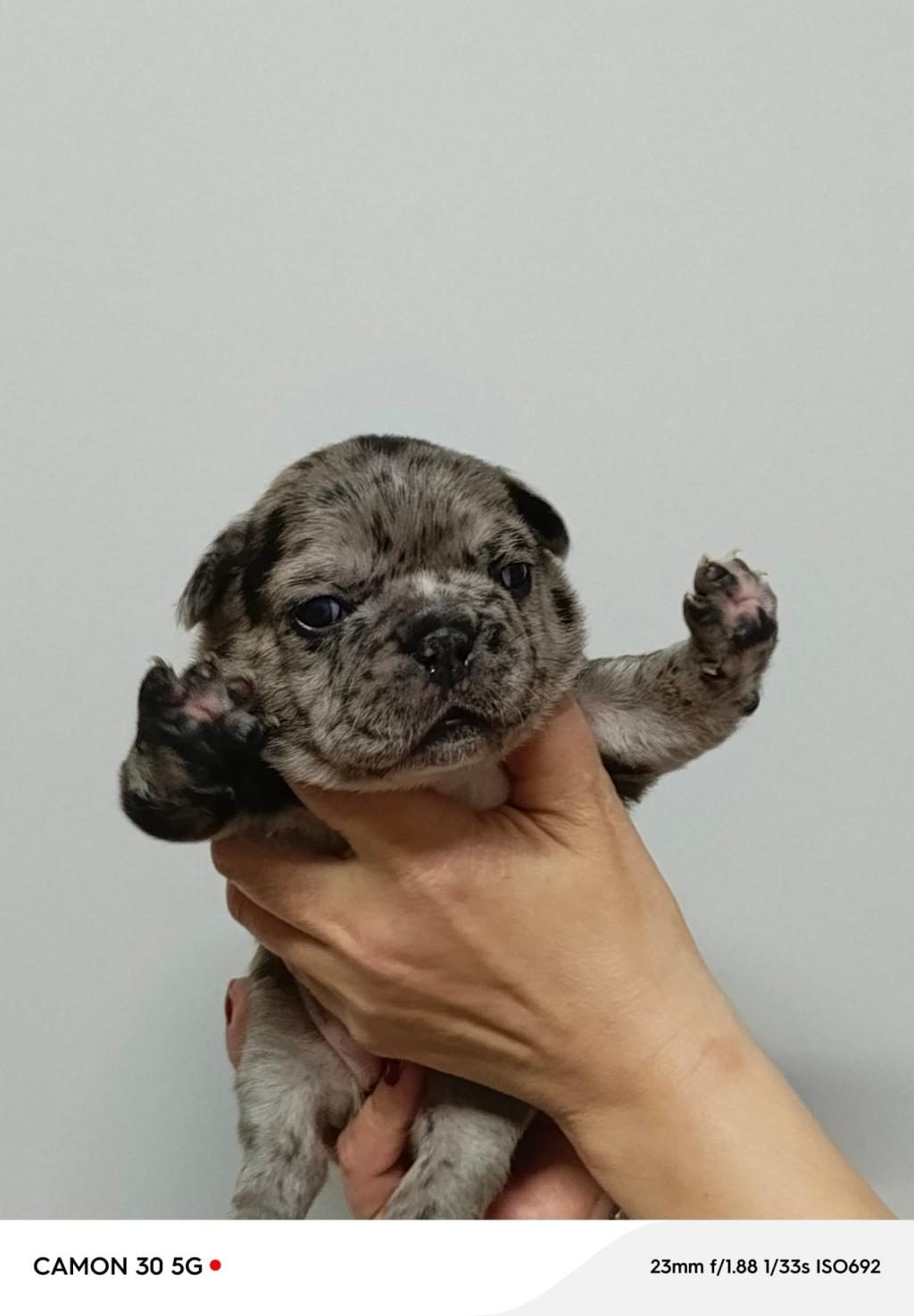 FRENCH BULLDOG YAVRULARIMIZ