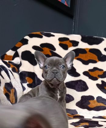 FRENCH BULLDOG YAVRULARIMIZ