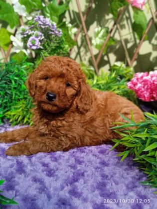 POODLE YAVRULARIMIZ IRK GARANTİLİDİR