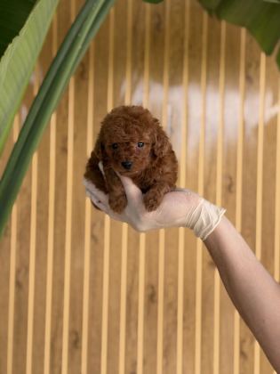 TOY POODLE BEBEKLER