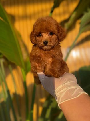 TOY POODLE BEBEKLER REFERANS YAVRULAR